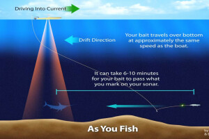 Broadbill Swordfish Seminar series