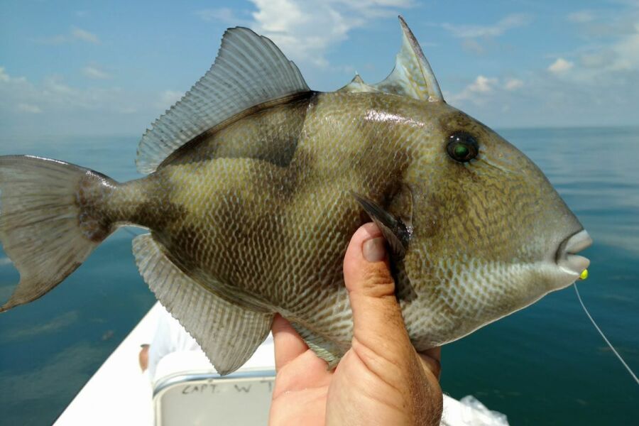 triggerfish caught reef fishing on Florida Gulf Coast