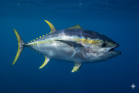 massive yellowfin tuna suspended in deep blue water