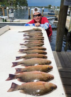 Homosassa Florida redfish caught on cut bait by William Toney