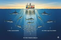 Fish Aggregating Device (FAD) in open blue ocean water