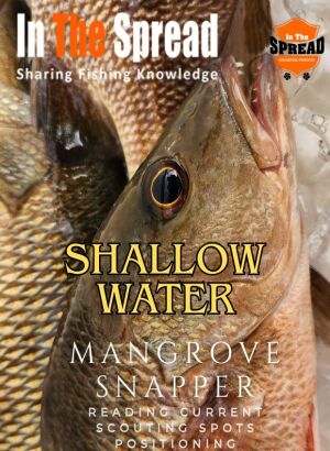 mangrove snapper teeth