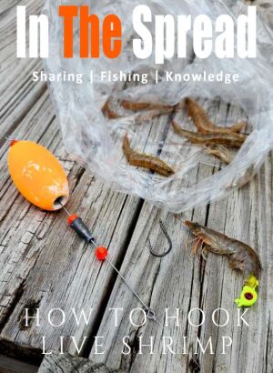 How to Hook Live Shrimp with William Toney fishing course promo poster