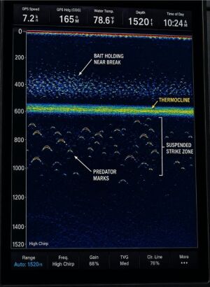 Ocean cross-section showing deep El Niño thermocline and shallow La Niña thermocline with bait and pelagic fish depth.